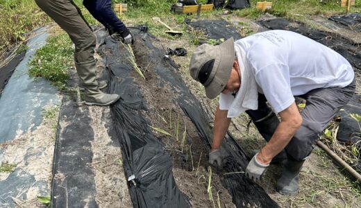 2024年6月16日（日）畑作業