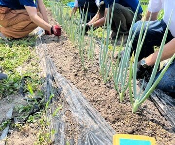 2024年8月4日（日） 本部整備と畑作業