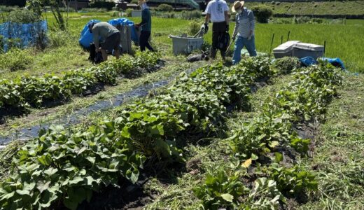 2025年7月20日（日） 畑作業と本部整備